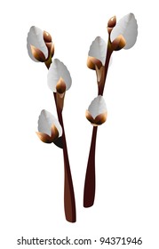 Pussy willow twigs, vector