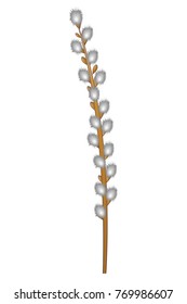 Pussy-willow branch - isolated on white background - vector illustration
