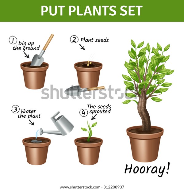 Putting Growing Plants Instruction Pots Water Stock Vector (Royalty