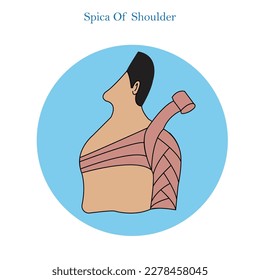 Putting on a spiral bandage is used in first aid,spica of shoulder, medical concept