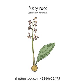 Putty root or Adam and Eve (Aplectrum hyemale), medicinal plant. Hand drawn botanical vector illustration