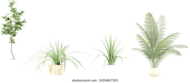 Puya coerulea,Agave americana,plam Leaf and young  trees on transparent background, 3D rendering