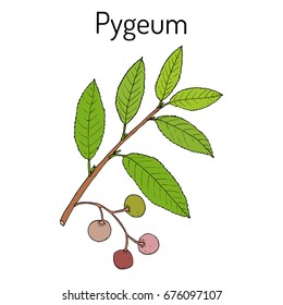 Pygeum (Prunus africana), medicinal plant. Hand drawn botanical vector illustration