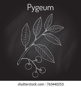 9 Pygeum africana Images, Stock Photos & Vectors | Shutterstock