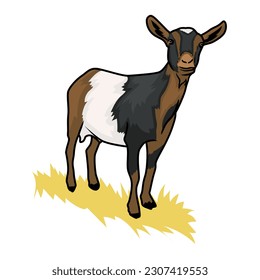 Pygmy Goat Images Vector Illustration