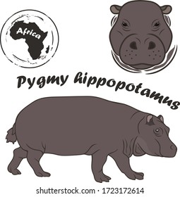 Pygmy hippopotamus vector image isolated on white background. African wild animal. Small hippopotamid in full growth and profile head, color design. Nocturnal pygmy hippo. Hipopotam Animal of Africa.