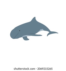 Pygmy killer whale, Feresa attenuata is a small member oceanic dolphin family that can be found in tropical and subtropical ocean. 