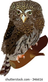 pygmy owl