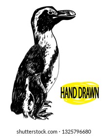 Pygmy penguin. Little penguin. Drawing by hand in vintage style drawing by pen.