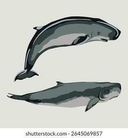 PYGMY SPERM WHALE (Kogia breviceps). Marine mammal illustration collection (vector illustration)