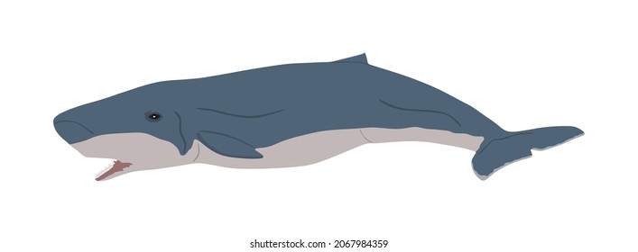 Pygmy Sperm Whale Vector Illustration Isolated On White Background.