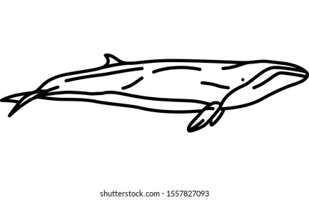 Pygmy Whale Illustration Icon Graphic