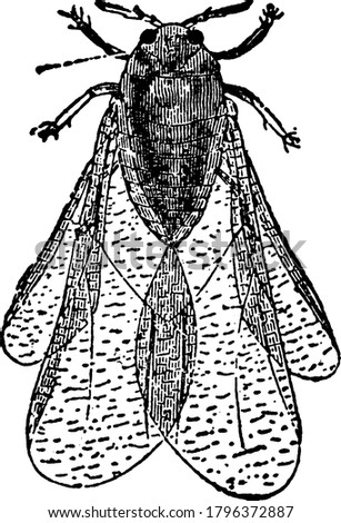 Pylloxera is a genus of insects allied to the Aphis and Coccus families. The Phylloxeridae; attach themselves to various plants, on the juice of which they feed, a great devastation in the vineyards,