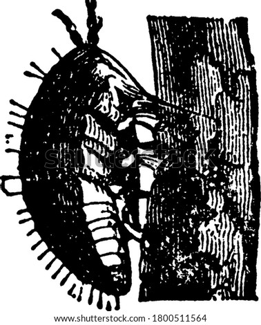 Pylloxera is a genus of insects allied to the Aphis and Coccus families. The Phylloxeridae; attach themselves to various plants, on the juice of which they feed, a great devastation in the vineyards,