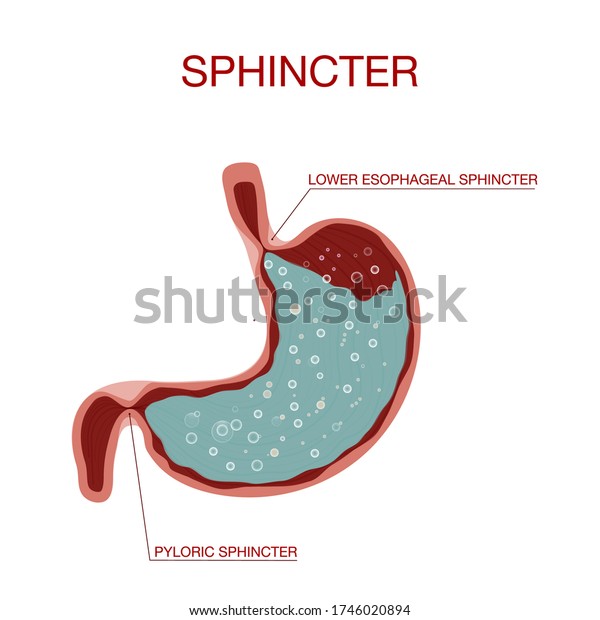 Pyloric sphincter of the stomach\
duodenum. Pylorus. Lower esophageal sphincter doesn’t\
relax.