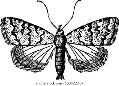 Pyralidina, a small moth with long slender bodies and large forewings with dark regular patterns and radial veins running through their hindwings, vintage line drawing or engraving illustration.