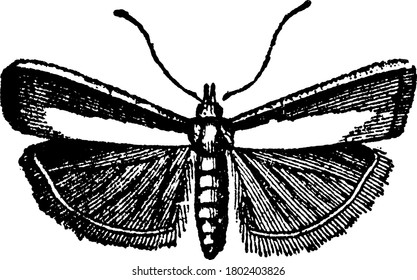 Pyralidina, a small moth with long slender bodies and with radial veins running through their forewings and hindwings. The forewings appear darker than that of the hindwings, with the pattern missing