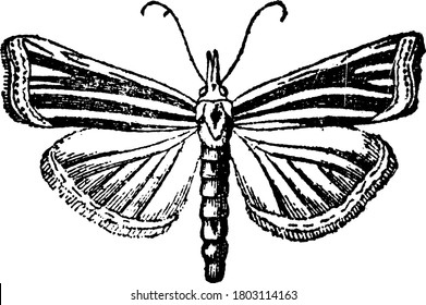 Pyralidina, a small moth with long slender bodies and with radial veins running through their forewings and hindwings. The forewings appear darker than that of the hindwings, vintage line drawing