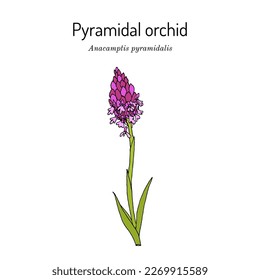 Pyramidal orchid (Anacamptis pyramidalis), edible and medicinal plant. Hand drawn botanical vector illustration