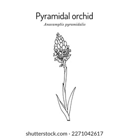 Pyramidal orchid (Anacamptis pyramidalis), edible and medicinal plant. Hand drawn botanical vector illustration