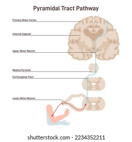Pyramidal tract pathway. Somatic nervous system, voluntary control of the body and face muscles. Upper motor neurons differences in body muscle control. Flat vector illustration svg