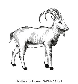 Pyrenean Ibex extinct animal sketch