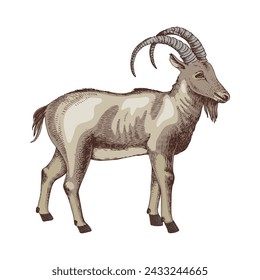 Esbozo animal extinto del Ibex pirenaico