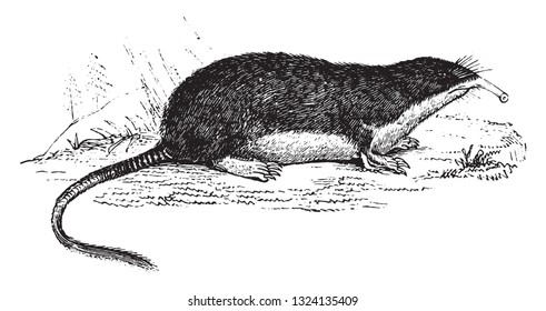 Pyrenean muskrat, vintage engraved illustration. From Zoology Elements from Paul Gervais.
