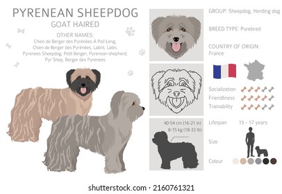 Pyrenean sheepdog, goat haired clipart. Different poses, coat colors set.  Vector illustration