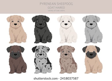 Pyrenean sheepdog, goat haired puppy clipart. Different poses, coat colors set.  Vector illustration