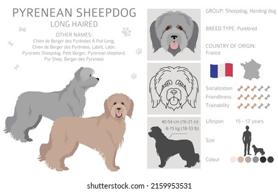 Pyrenean sheepdog, longhaired clipart. Different poses, coat colors set.  Vector illustration