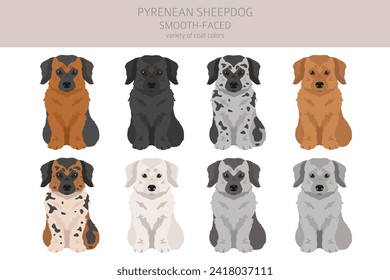 Pyrenean sheepdog, smooth faced puppy clipart. Different poses, coat colors set.  Vector illustration
