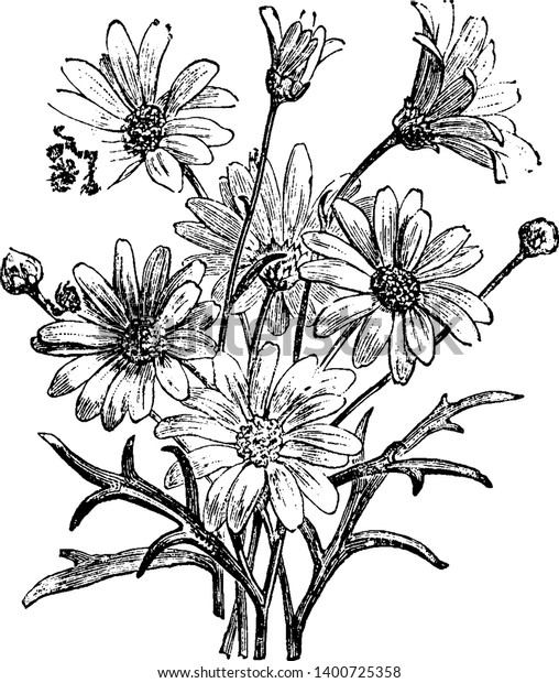 Pyrethrum is a perennial herb. It has grey\
hairy leaves that are fine and deeply divided. Flowers are daisy\
like with a yellow center and white ray petals, vintage line\
drawing or engraving