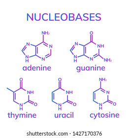 Pyrimidine And Purine Nucleobases On White Background