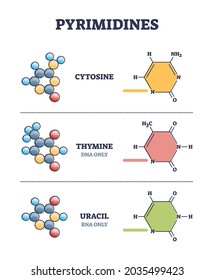 Pyrimidines as cytosine, thymine and uracil organic compound examples in outline diagram. Collection with three models and labeled structured bonds vector illustration. Educational biochemistry set.