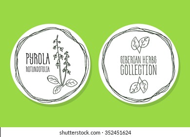 Pyrola rotundifolia - Siberian herbs. Handdrawn Illustration - Health and Nature Set of Product Labels