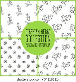 Pyrola rotundifolia - Siberian herbs pattern collection. Handdrawn Illustration - Health and Nature Set