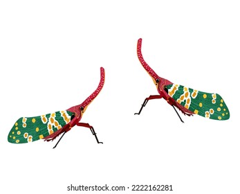 Pyrops candelaria on a white background.