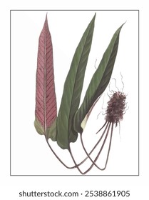 Pyrrosia sheareri, hand-painted floral and botanical painting, hand-painted herbal painting, natural herbs.