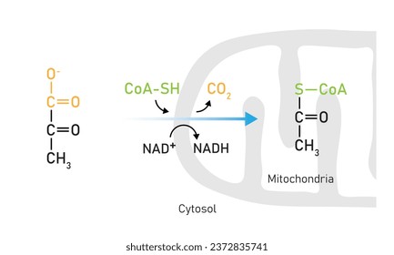 Pyruvate Oxidation Scientific Design. Vector Illustration.