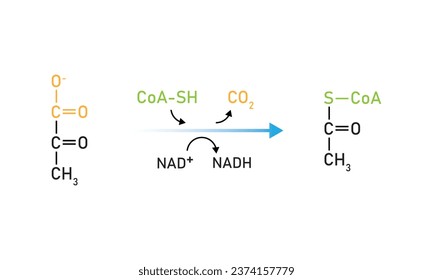 Pyruvate Oxidation Scientific Design. Vector Illustration.