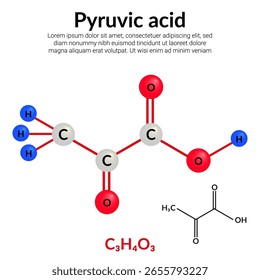 Ácido pirúvico, ácido alfa-ceto, fórmula de estrutura molecular, modelo bola-e-vara, adequado para a educação ou conteúdo da ciência química. Ilustração vetorial