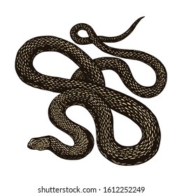 4,266 Dead Python Images, Stock Photos & Vectors | Shutterstock