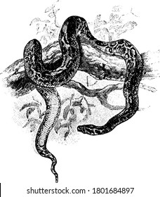 Pythons, a family of nonvenomous snakes, are one of the largest snakes in the world. Shown here is a python, crawling down the tree, vintage line drawing or engraving illustration.