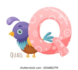 Q letter and cute bird. Zoo alphabet for children education, home or kindergarten decor cartoon vector illustration