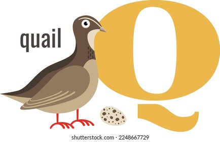 Q word symbol. Alphabet card with cartoon quail