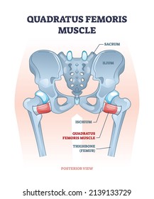 Diagrama del contorno de las articulaciones del rotador de cadera y de la ingle femoris. Esquema educativo marcado con sacro, ilio, isquio y sistema esquelético de muslo en la ilustración del vector corporal inferior humano.