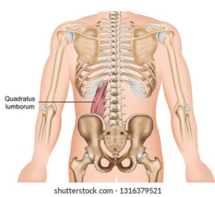 Quadratus lumborum muscle medical vector illustration on white background