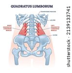 Quadratus lumborum muscle or QL for strong and healthy spine outline diagram. Labeled educational scheme with muscular and skeletal transverse, ribs, vertebae and ilium anatomy vector illustration.