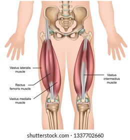 quadriceps muscle anatomy 3d medical vector illustration